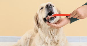 狗狗不刷牙怎麼辦：瞭解犬齒護理的重要性