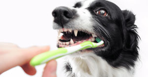「狗狗口臭是什麼原因？」瞭解維護犬隻口腔衛生的重要性