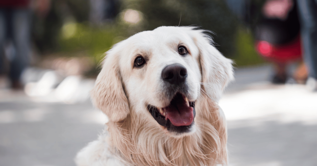 教養幼犬必修課：幼犬要刷牙嗎