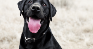 狗狗刷牙頻率：為什麼定期刷牙對於狗狗的健康至關重要？